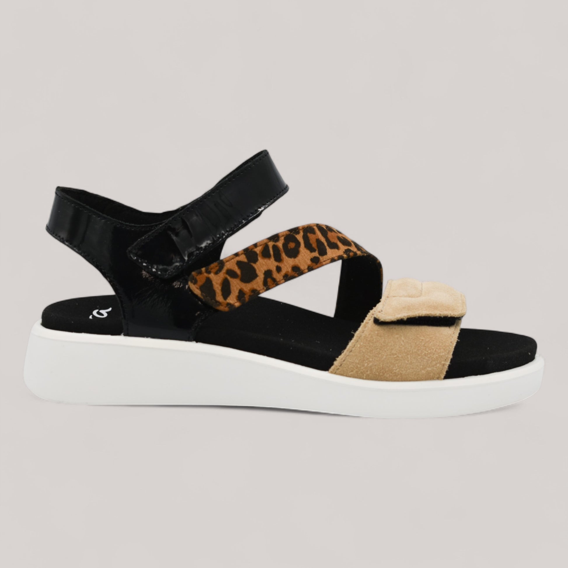 Ara - 21407 - Madeira