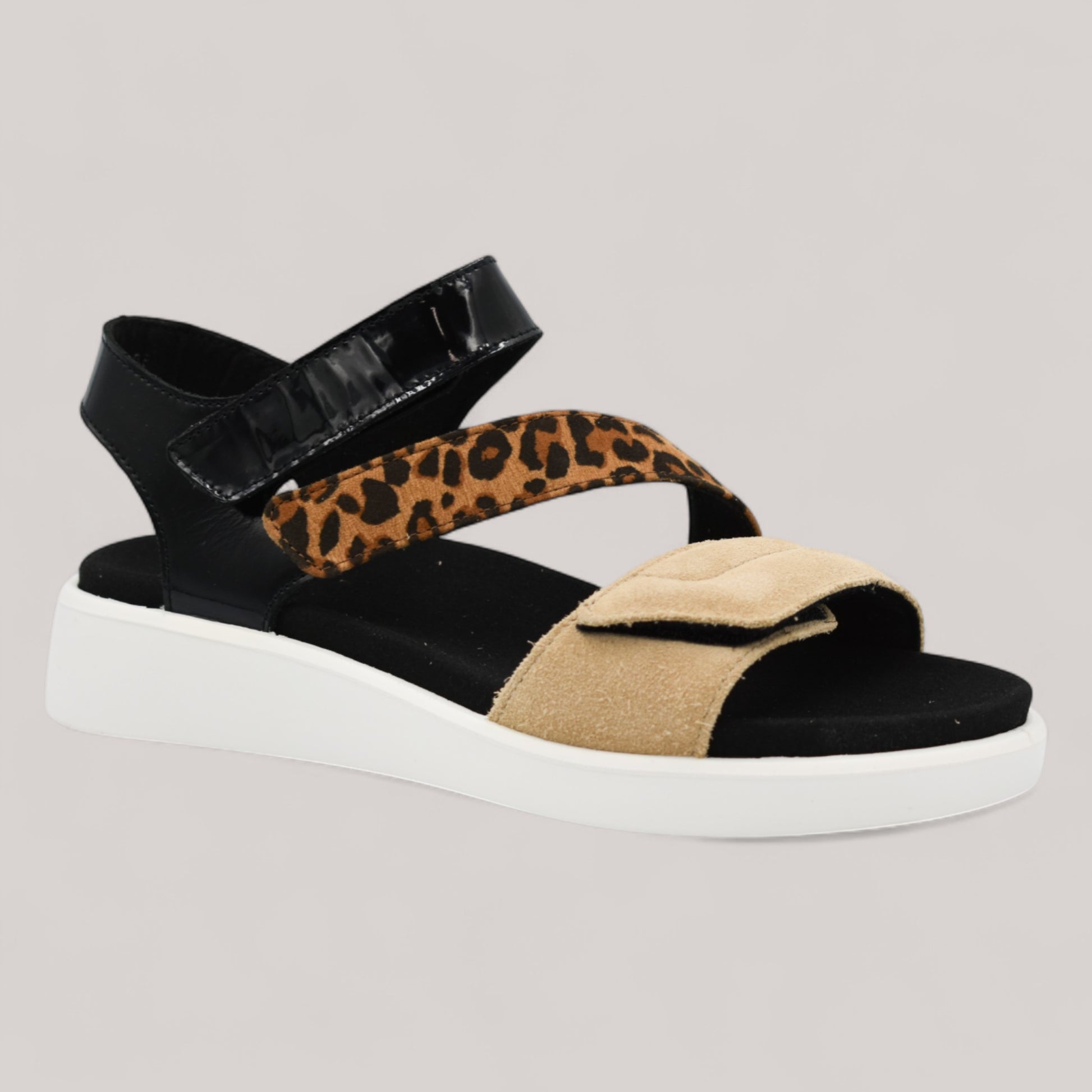 Ara - 21407 - Madeira