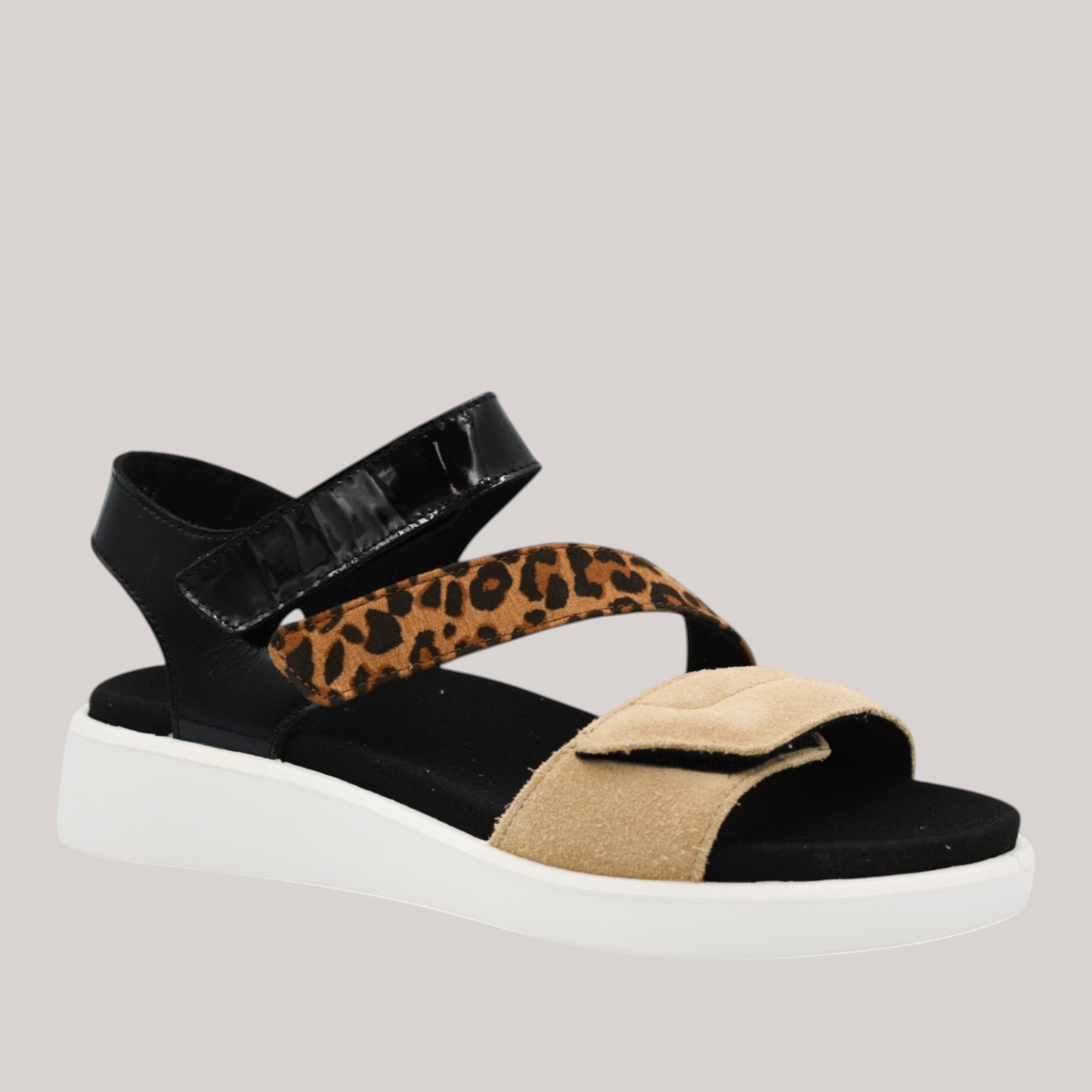 Ara - 21407 - Madeira